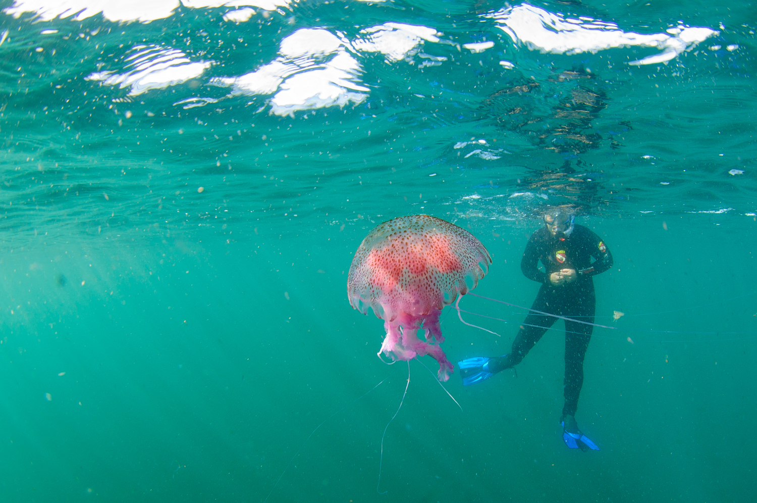 Night Snorkelling – The North Argyll Snorkel Trail gallery 4