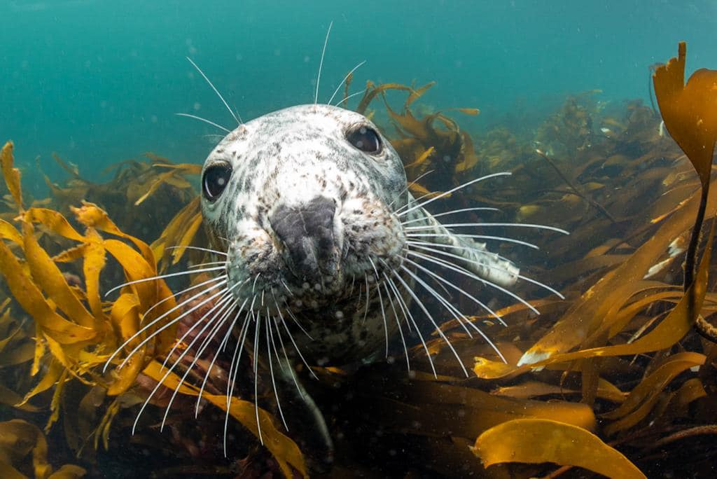 Seal & Lagoon Snorkelling from Oban or Tobermory, photo 4