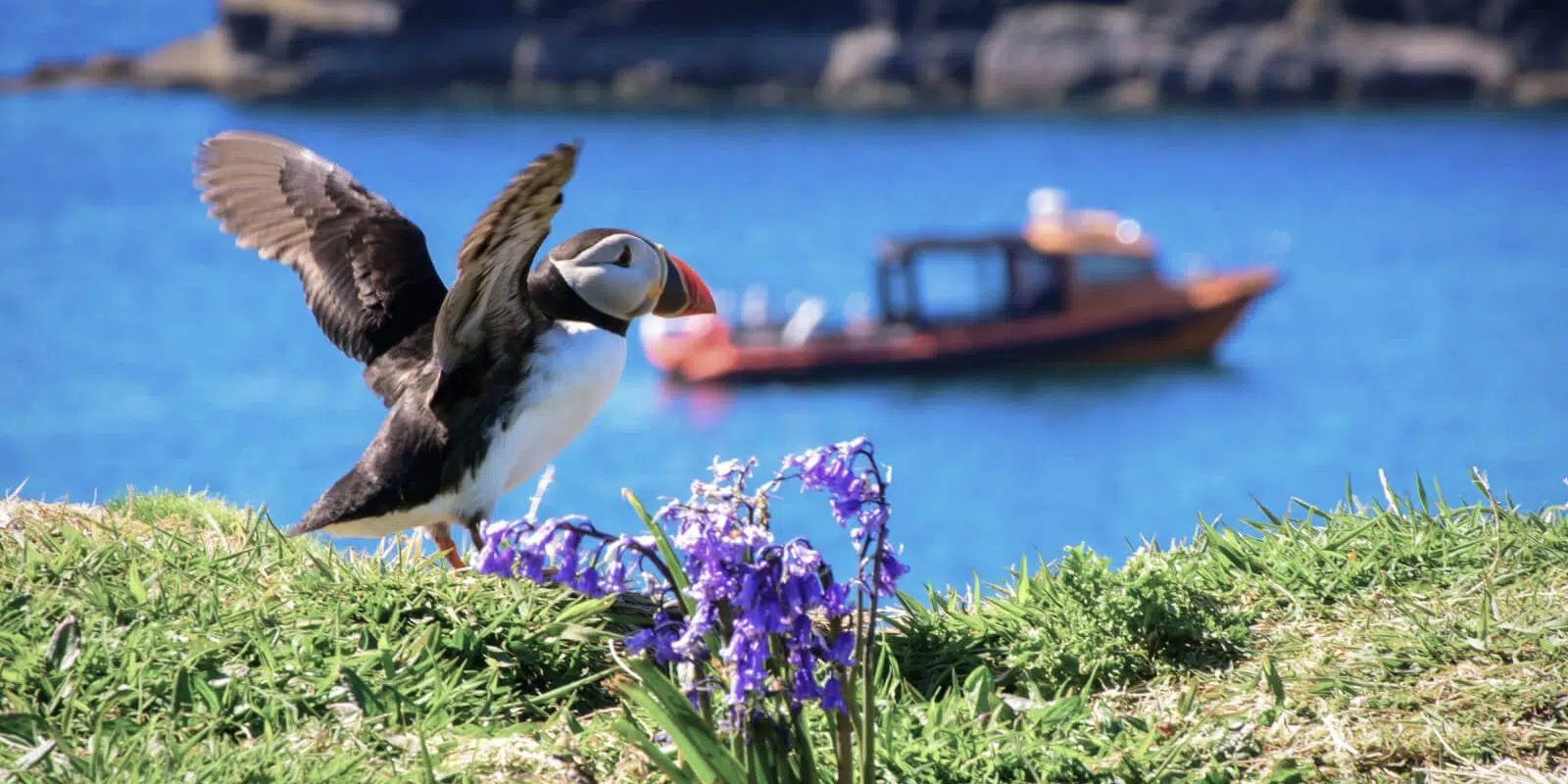 Swim Fingal’s Cave – Private Group Charter from Oban or Tobermory, photo 2