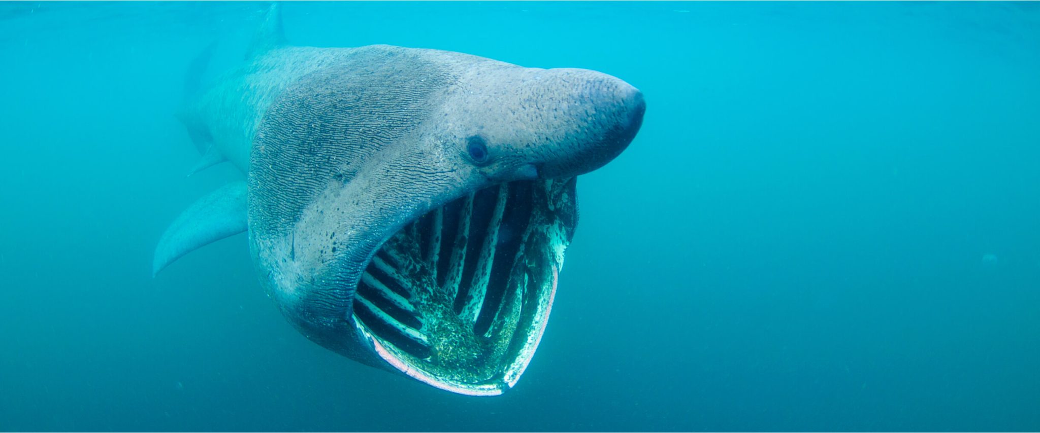7-Day Basking Shark Snorkelling Trip – Isle of Coll, photo 5