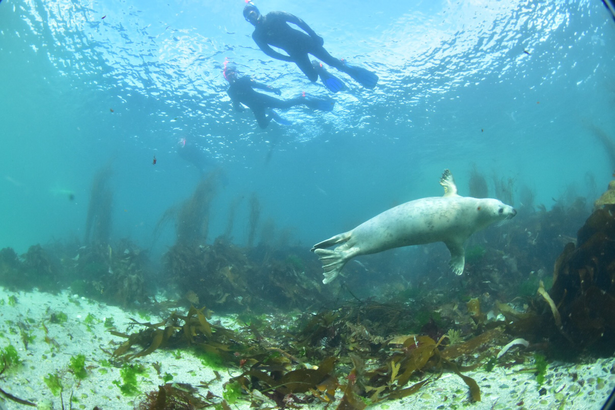 7-Day Basking Shark Snorkelling Trip – Isle of Coll gallery 2