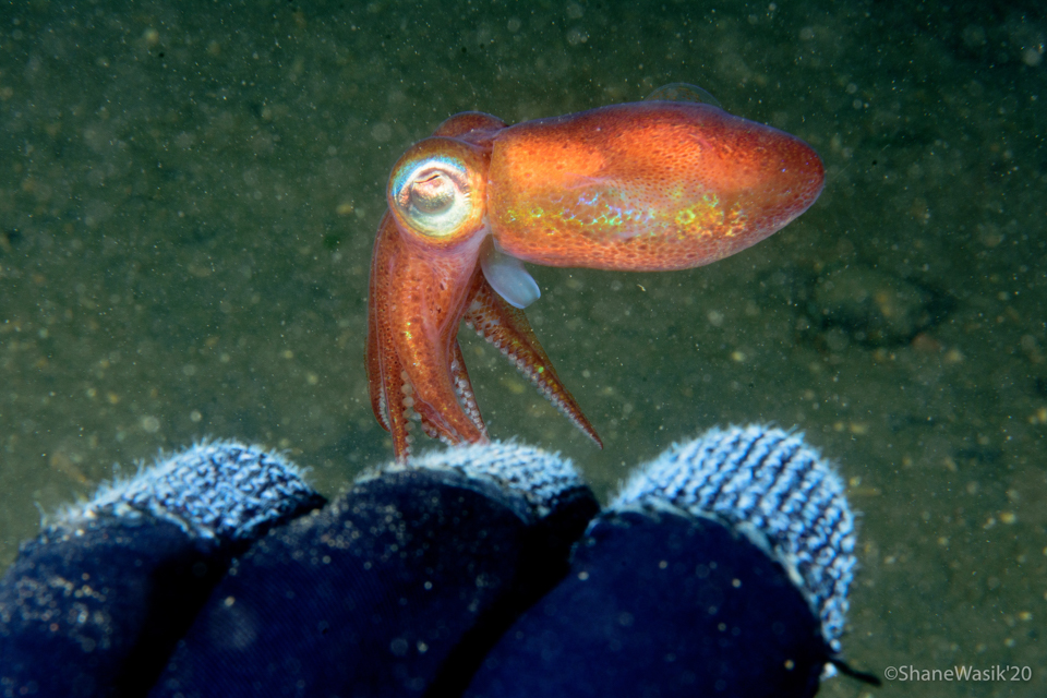 Night Snorkelling – The North Argyll Snorkel Trail, photo 4