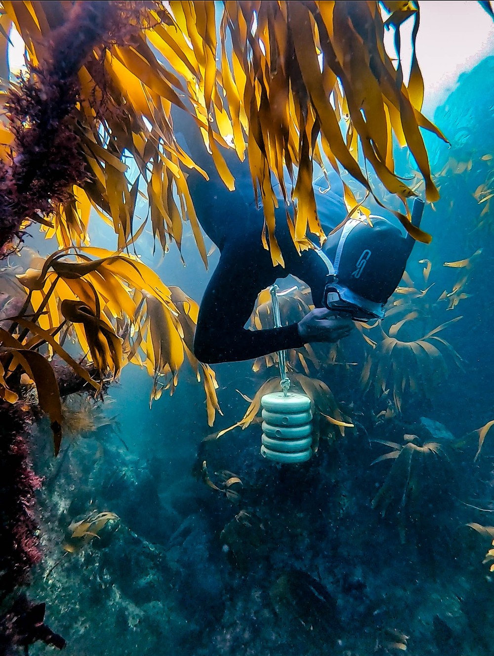 SSI Freediver Level 1 Course gallery 4