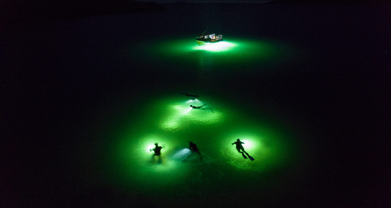 Night Snorkelling – The North Argyll Snorkel Trail gallery 3