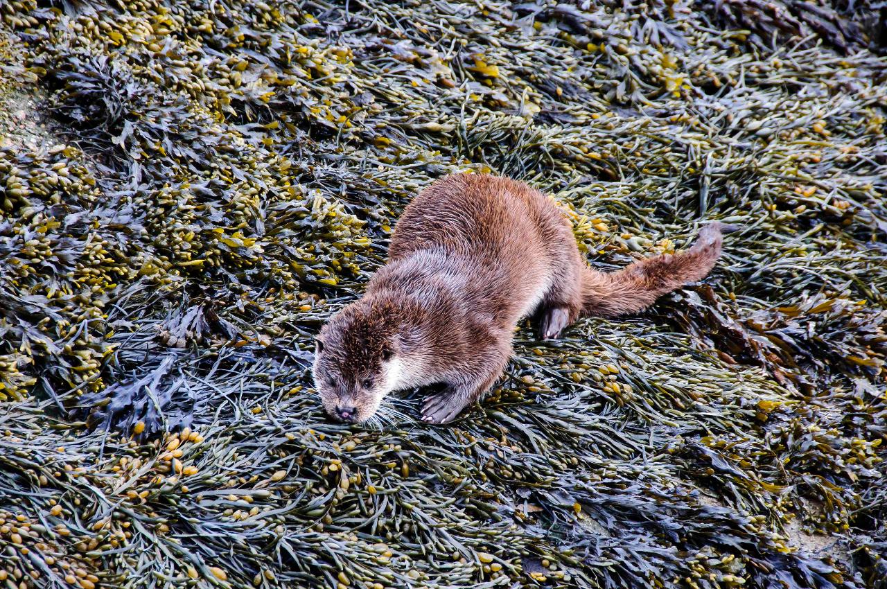 7-Day Basking Shark Snorkelling Trip – Isle of Coll gallery 5
