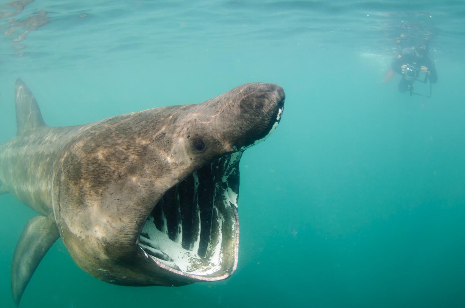 7-Day Basking Shark Snorkelling Trip – Isle of Coll gallery 3