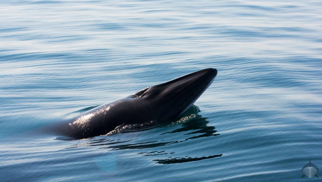 Seal & Lagoon Snorkelling from Oban or Tobermory gallery 5