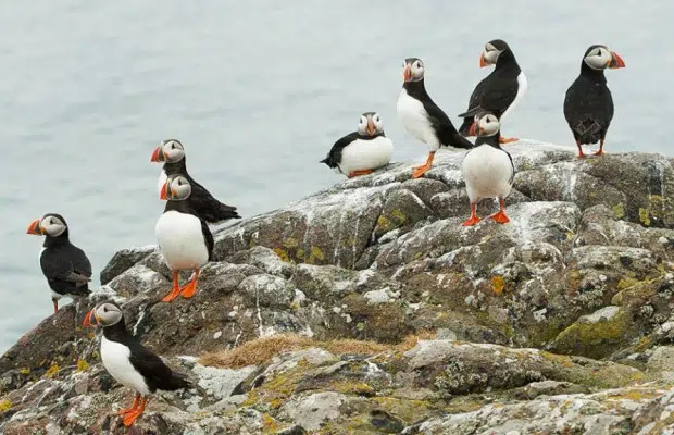 RIB Tour – Explore Puffin Island, photo 3