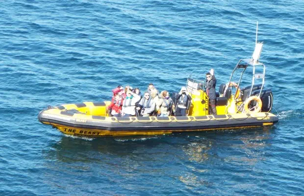 RIB Tour – Explore Puffin Island gallery 3