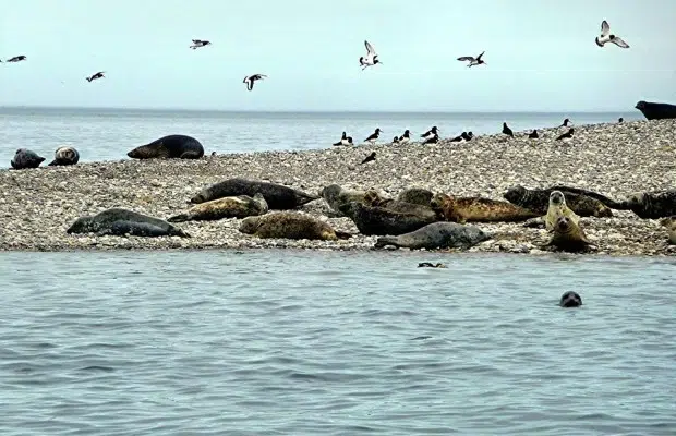 RIB Tour – Explore Puffin Island gallery 4
