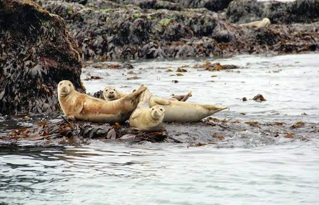 RIB Tour – Explore Puffin Island, photo 2