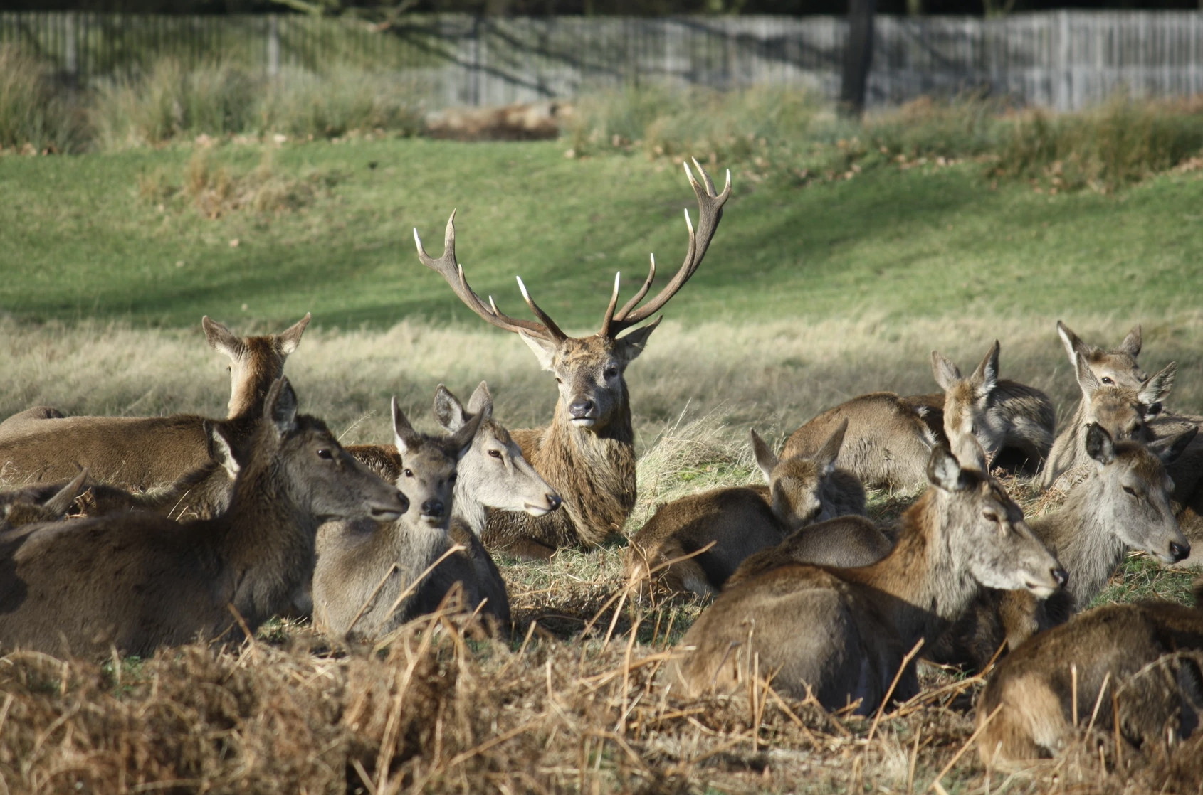 London Royal Deer Park Bike Tour, photo 4