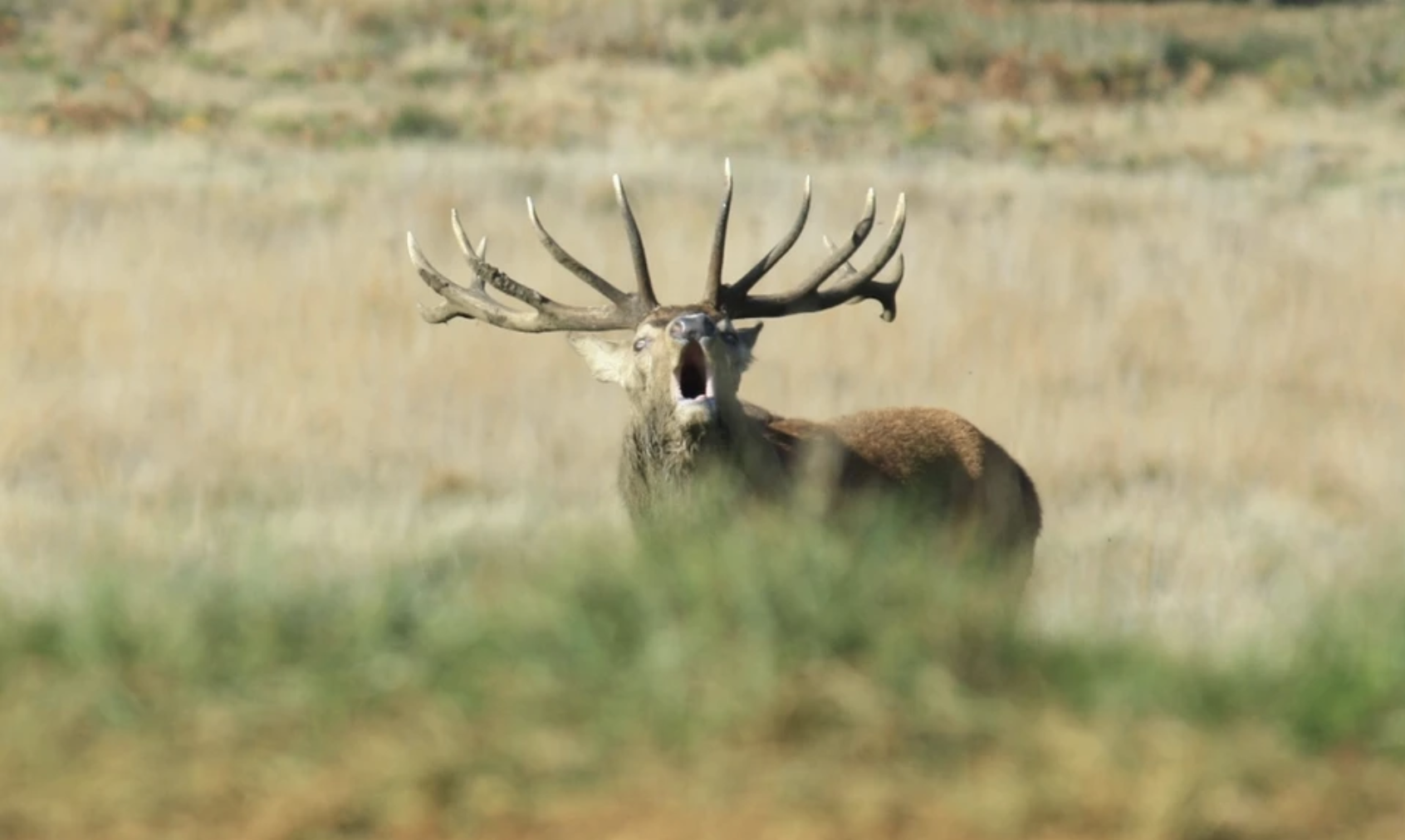 London Royal Deer Park Bike Tour, photo 5