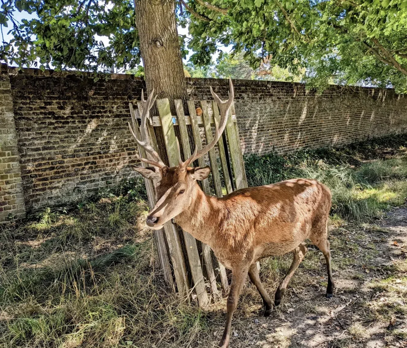 London Royal Deer Park Bike Tour, photo 2
