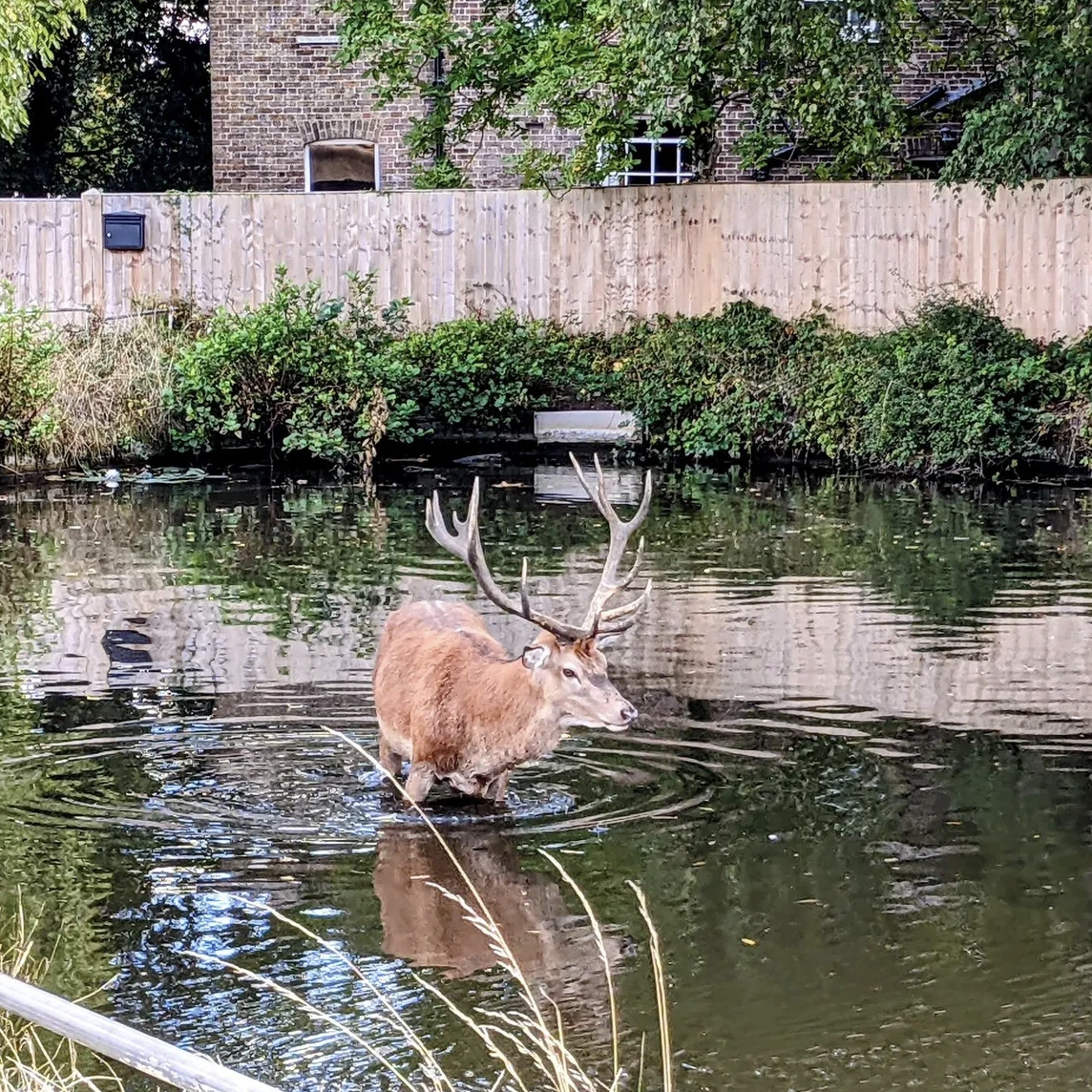 London Royal Deer Park Bike Tour gallery 7