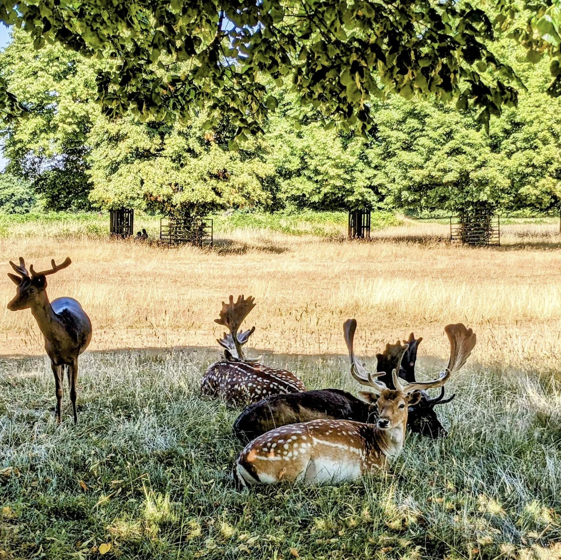 London Royal Deer Park Bike Tour gallery 8