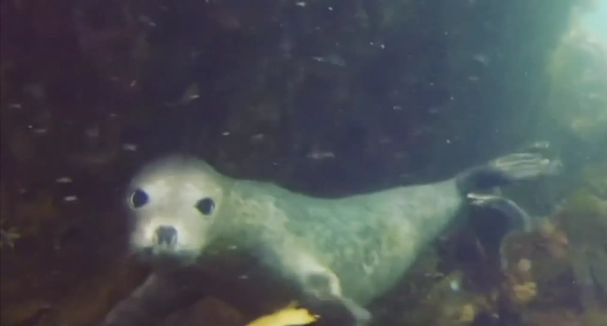 Snorkelling Tour in Newquay, Cornwall, photo 2