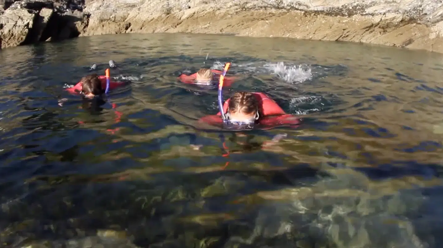 Snorkelling Tour in Newquay, Cornwall gallery 2