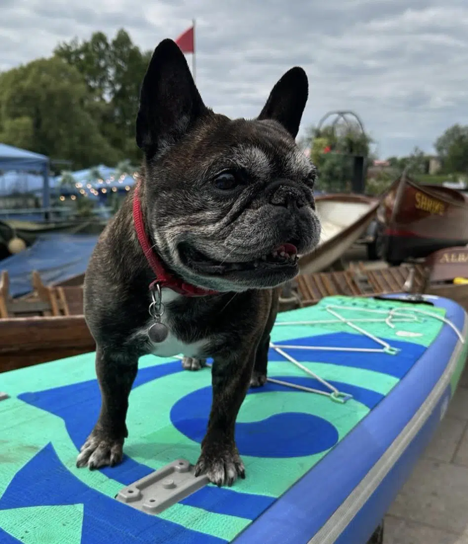 Doggy Paddle! gallery 3