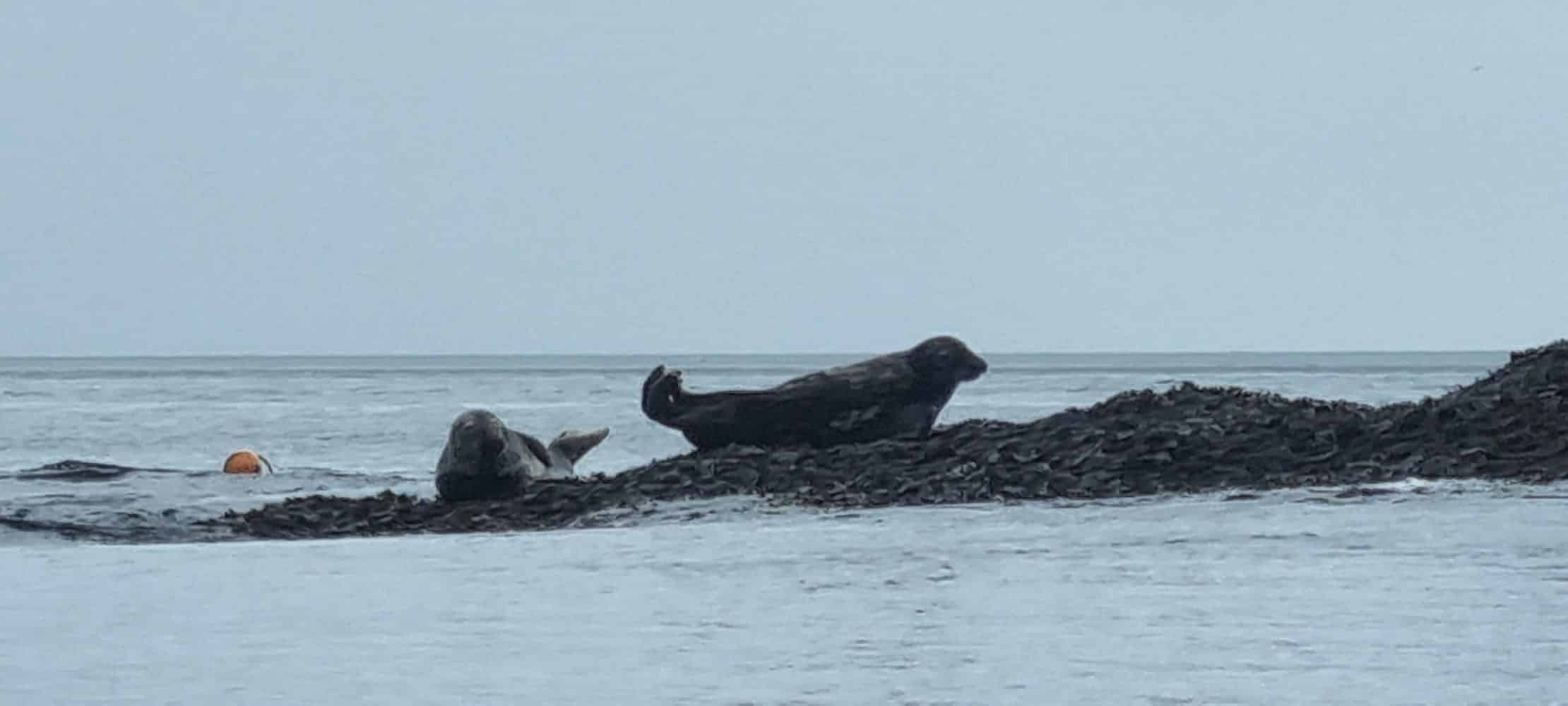 Guided Wildlife and Geopark Cave Kayak Tour in Torquay gallery 7